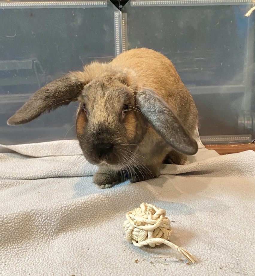 Dumpling, Adopted, Adult Male Lop Eared.