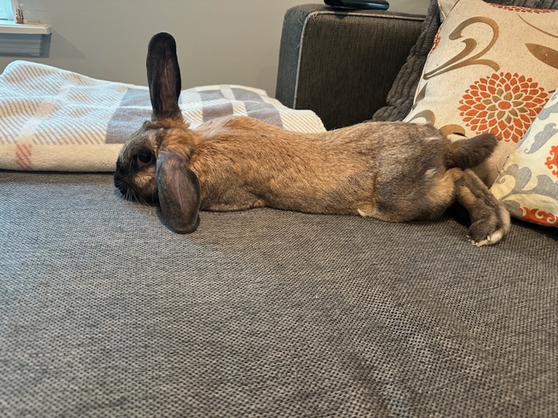 Enlarge Dumpling, a Adopted Lop Eared in North salem, NY image 2/6