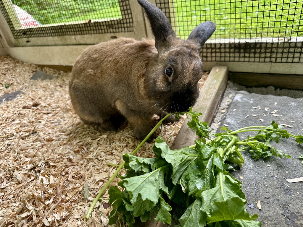 Enlarge Dumpling, a Adopted Lop Eared in North salem, NY image 4/6