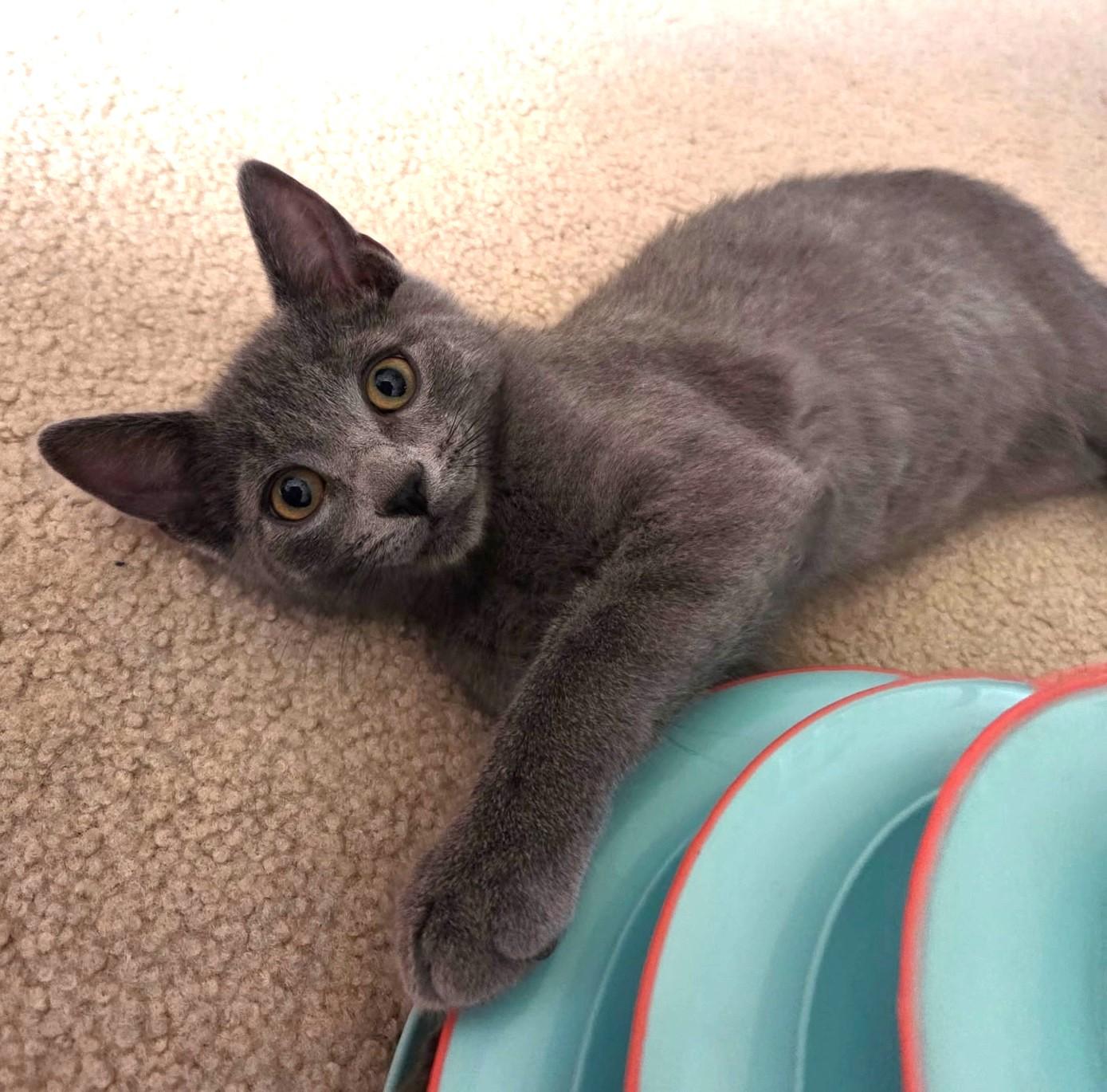 Louie – A Playful Little Purr Machine!, adoptable, Kitten Male Domestic Short Hair.