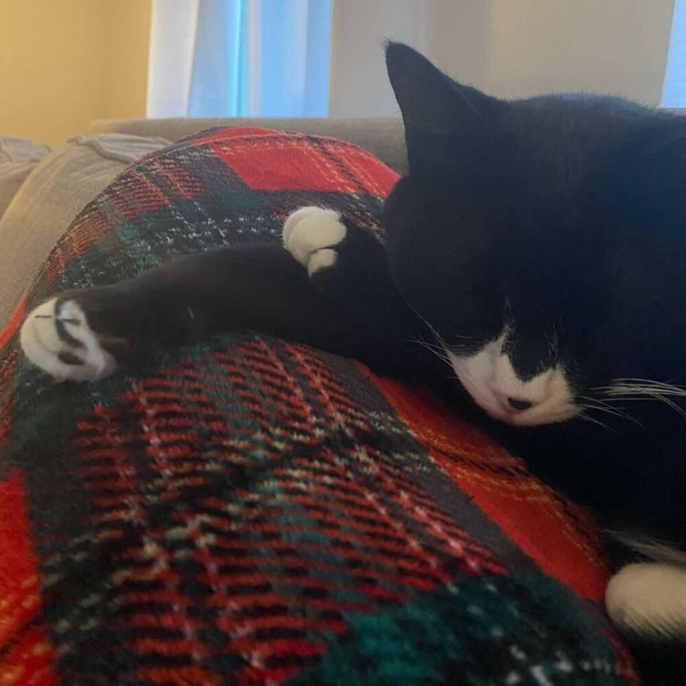 Enlarge Bubba, a Adoptable Domestic Short Hair in Raleigh, NC image 1/6