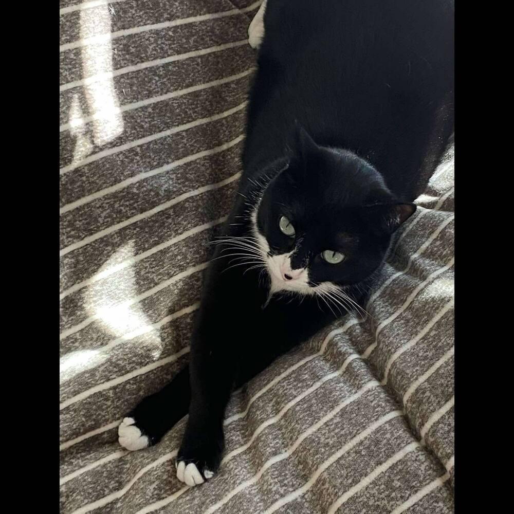 Enlarge Bubba, a Adoptable Domestic Short Hair in Raleigh, NC image 2/6