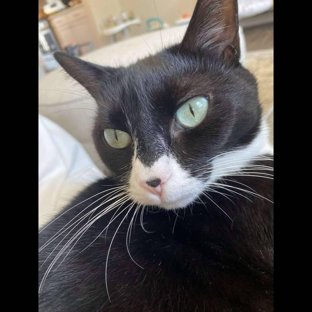 Enlarge Bubba, a Adoptable Domestic Short Hair in Raleigh, NC image 3/6