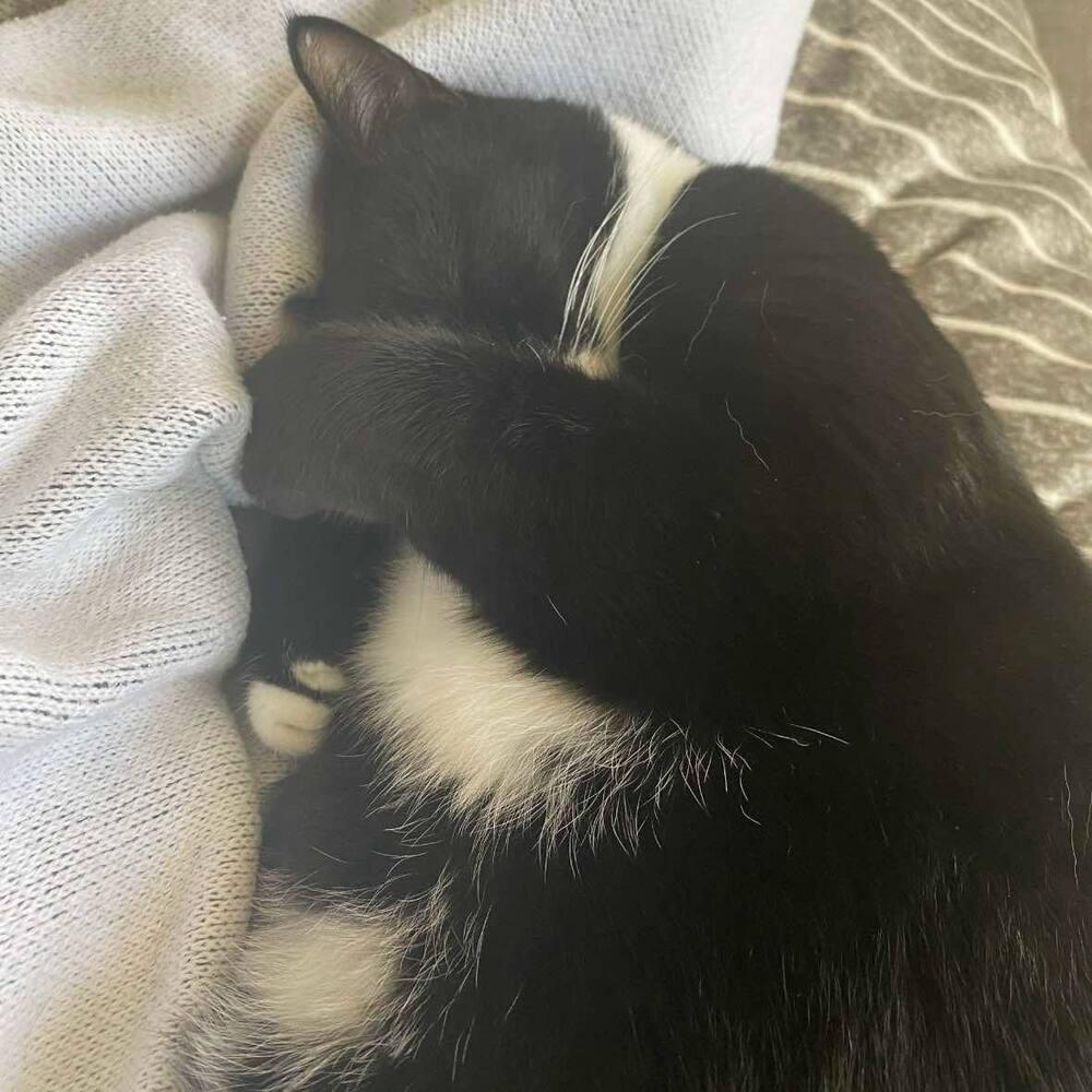 Enlarge Bubba, a Adoptable Domestic Short Hair in Raleigh, NC image 4/6