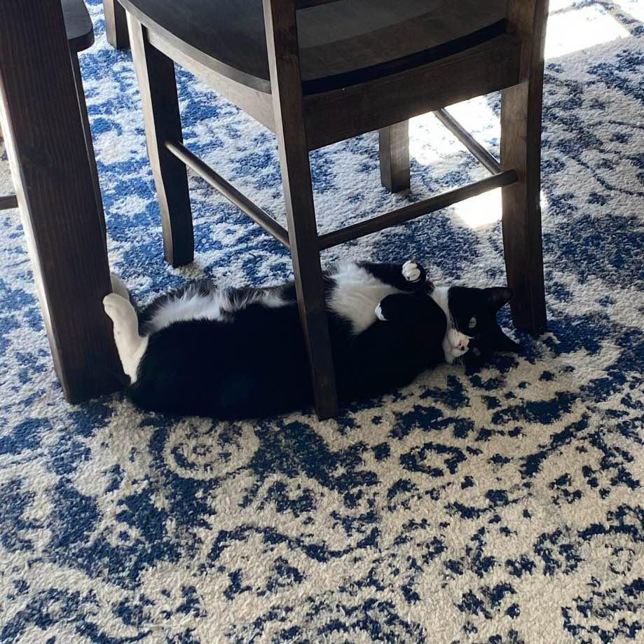 Enlarge Bubba, a Adoptable Domestic Short Hair in Raleigh, NC image 5/6