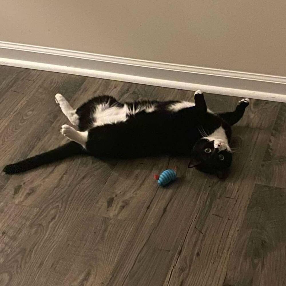 Enlarge Bubba, a Adoptable Domestic Short Hair in Raleigh, NC image 6/6