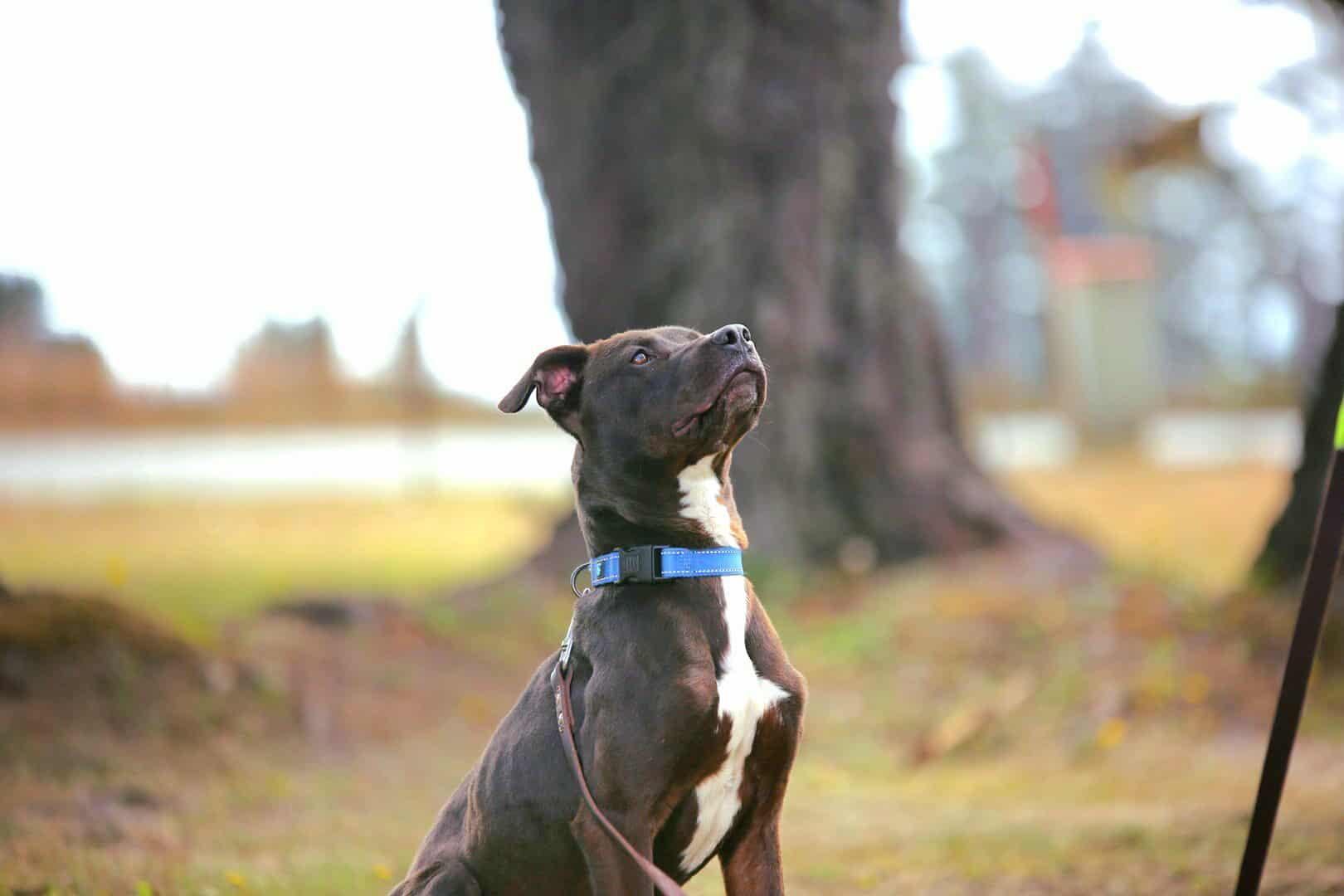 Crosby, a Adoptable mixed breed in Crescent city, CA image 2/5