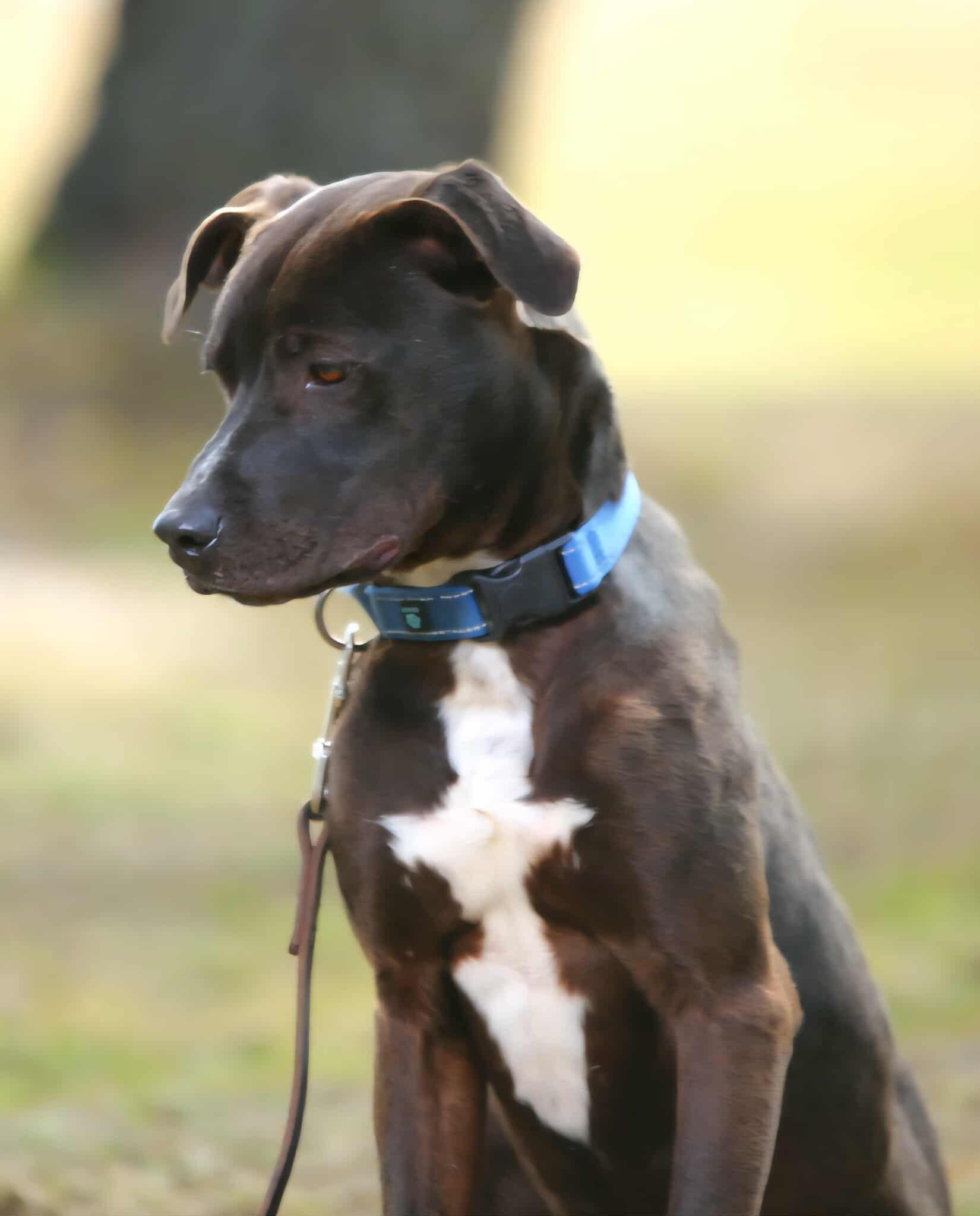 Crosby, a Adoptable mixed breed in Crescent city, CA image 4/5