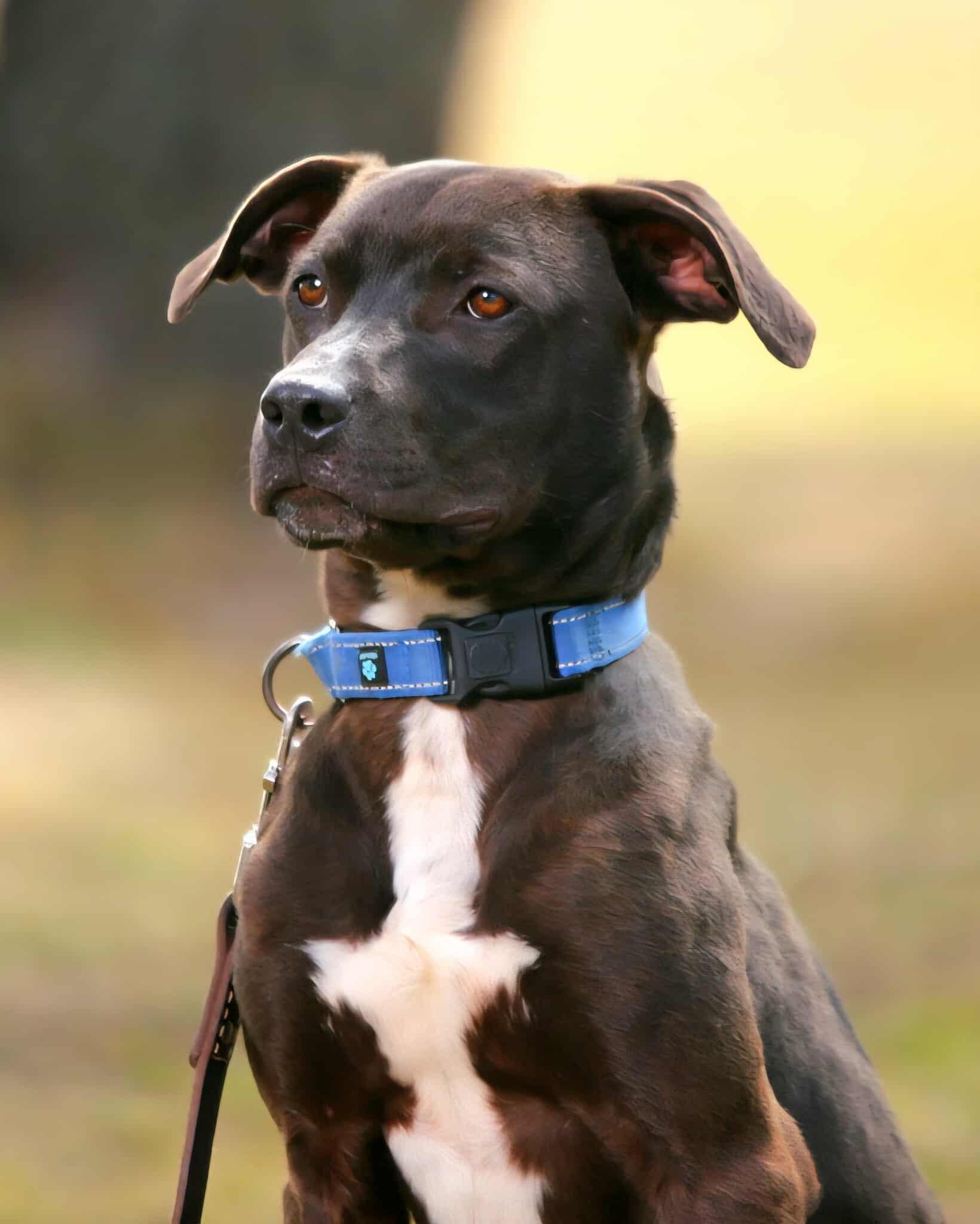 Crosby, a Adoptable mixed breed in Crescent city, CA image 5/5