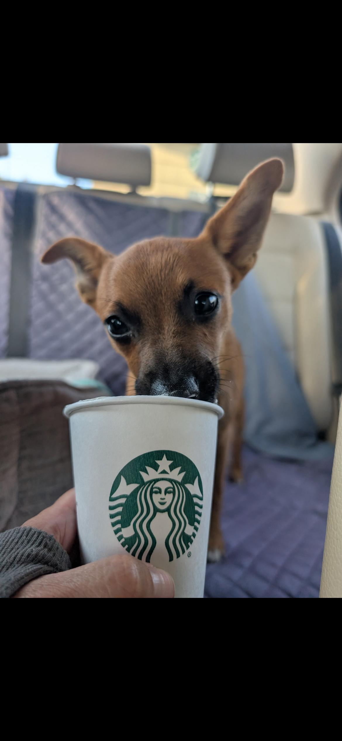 Enlarge Belinda, a Adoptable mixed breed in Virginia Beach, VA image 2/5