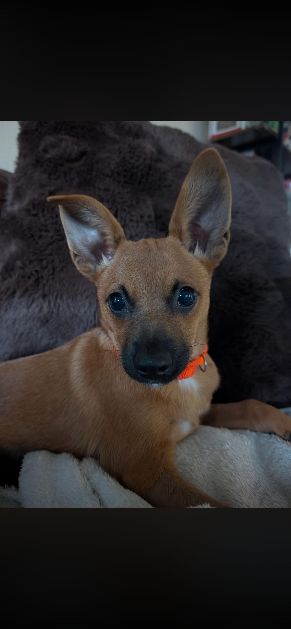 Enlarge Belinda, a Adoptable mixed breed in Virginia Beach, VA image 4/5