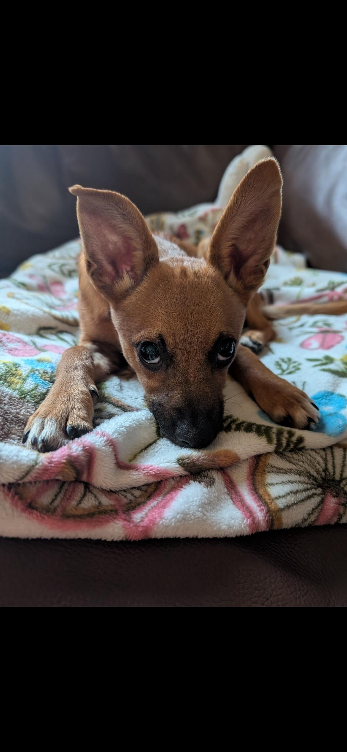 Enlarge Belinda, a Adoptable mixed breed in Virginia Beach, VA image 3/5