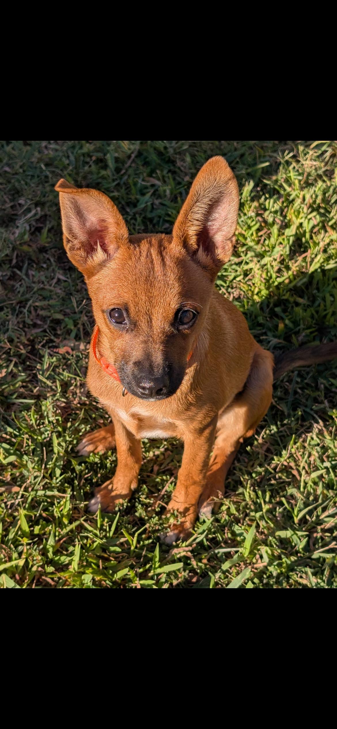 Enlarge Belinda, a Adoptable mixed breed in Virginia Beach, VA image 1/5