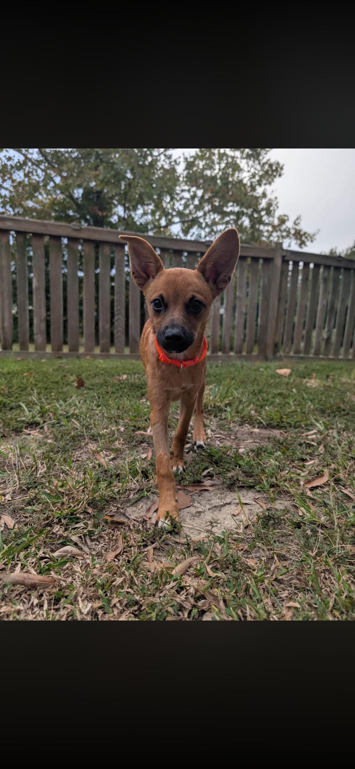 Enlarge Belinda, a Adoptable mixed breed in Virginia Beach, VA image 5/5