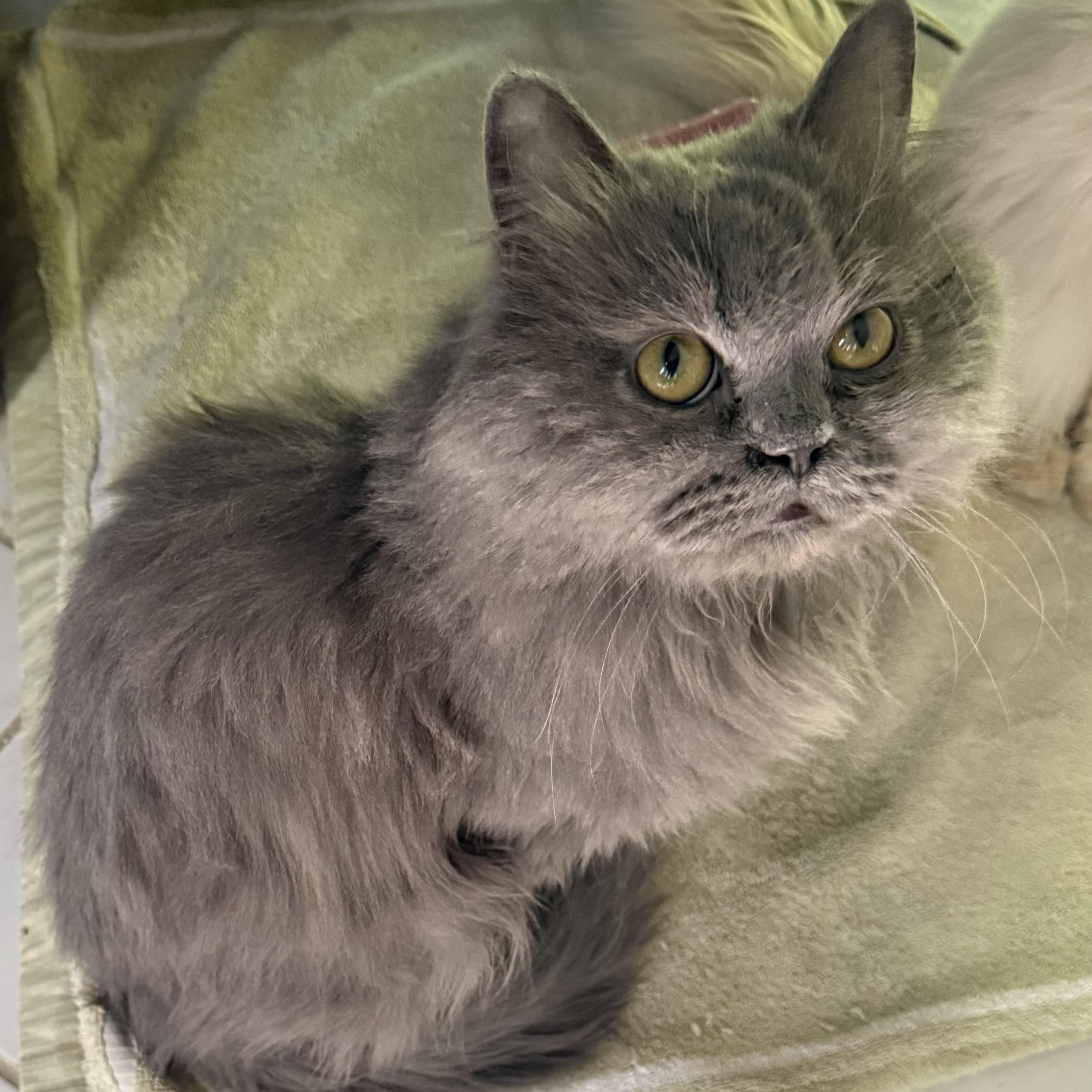 Enlarge Sweet cuddly Norman, an adopted mixed breed in Woodbridge, VA image 5/6
