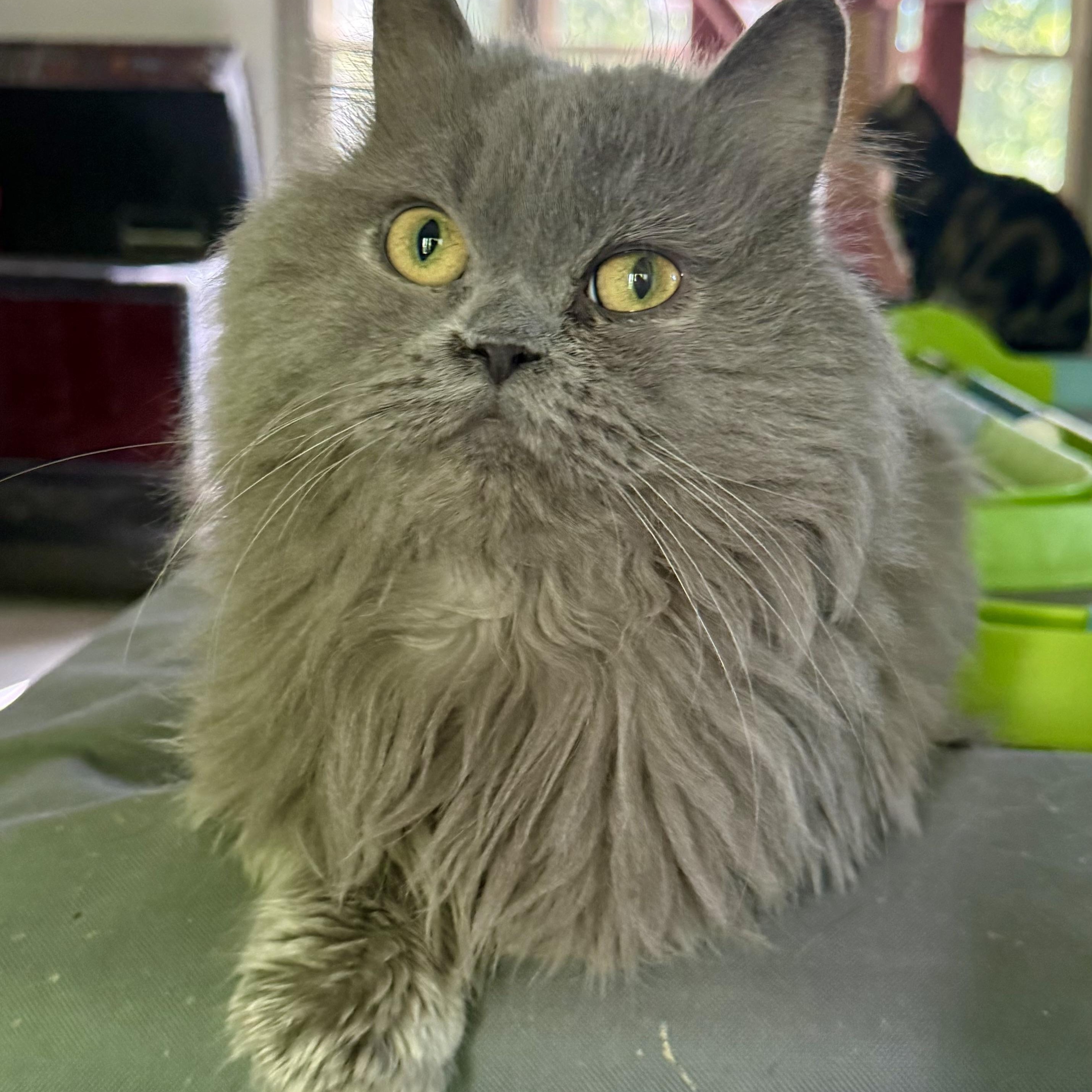 Enlarge Sweet cuddly Norman, an adopted mixed breed in Woodbridge, VA image 1/6