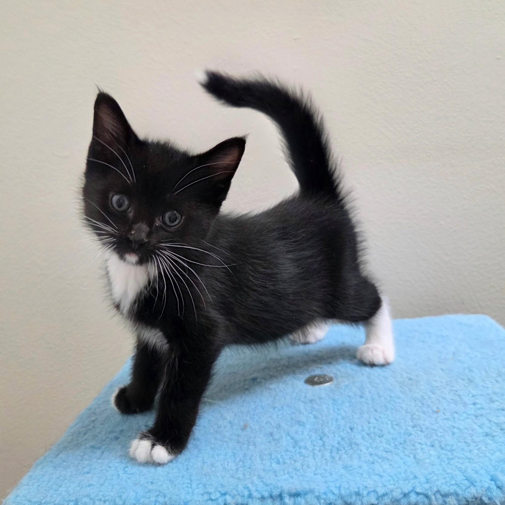 Sprout, an adopted mixed breed in High Ridge, MO image 1/2