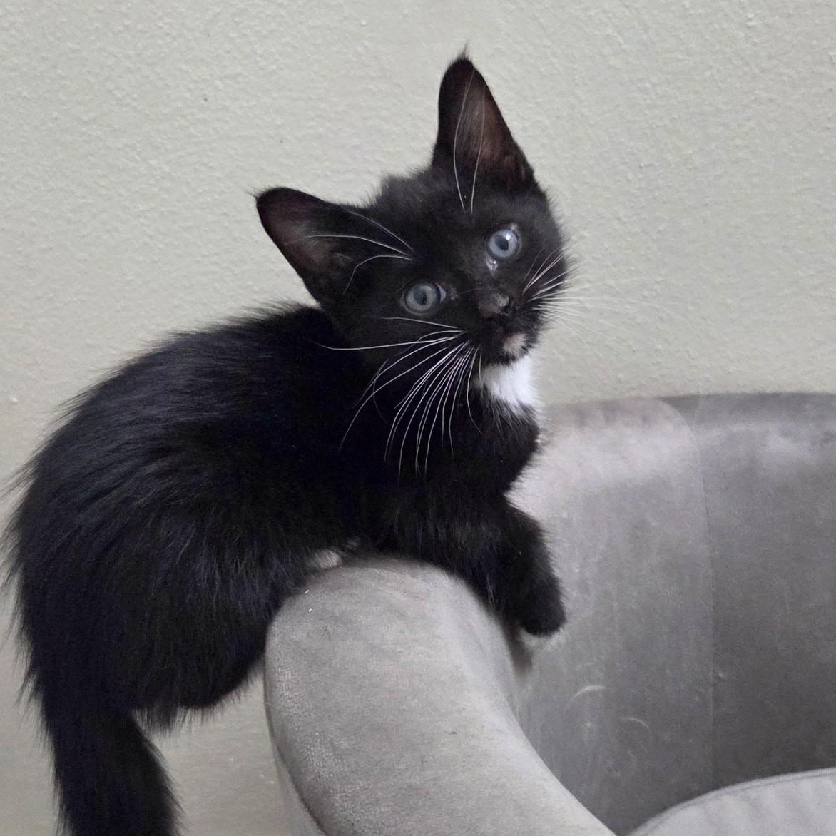 Sprout, an adopted mixed breed in High Ridge, MO image 2/2