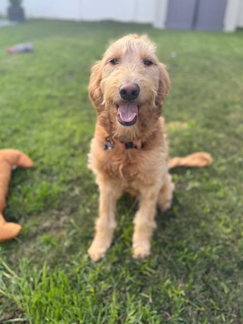 Toast, a Adoptable mixed breed in Torrance, CA image 6/6