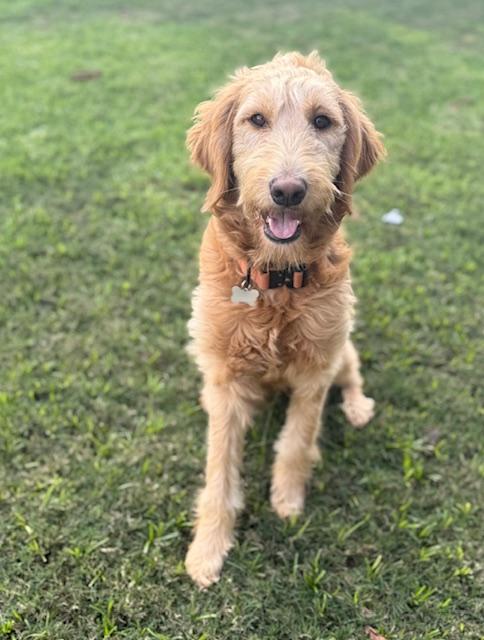 Toast, Adoptable, Young Male Golden Retriever & Poodle.