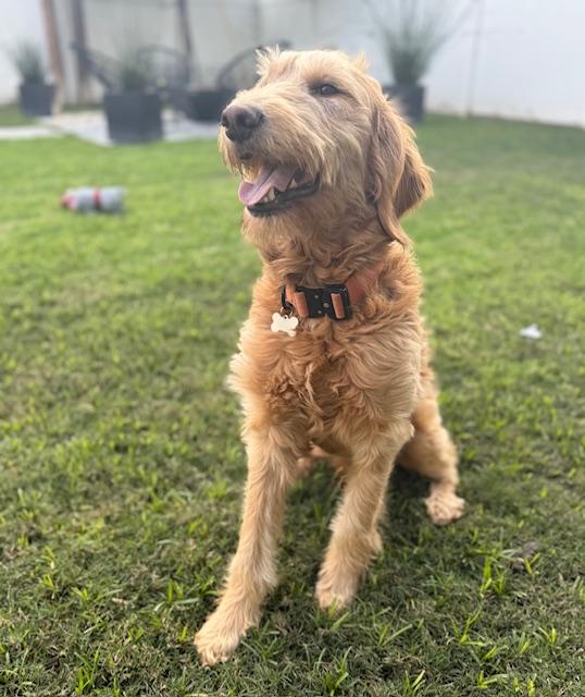 Toast, a Adoptable mixed breed in Torrance, CA image 3/6