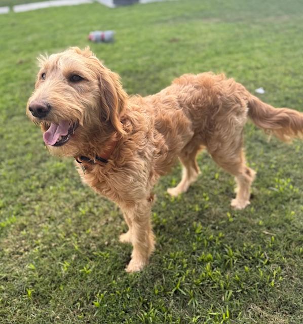 Toast, a Adoptable mixed breed in Torrance, CA image 4/6