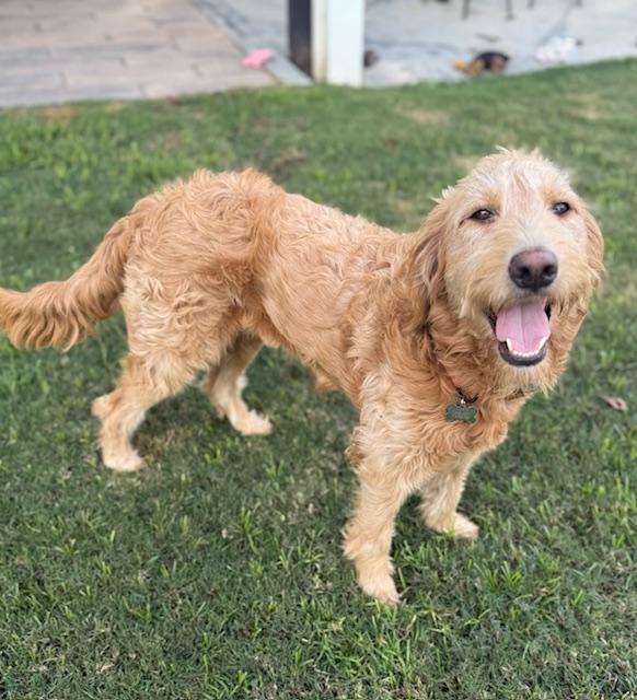 Toast, a Adoptable mixed breed in Torrance, CA image 5/6