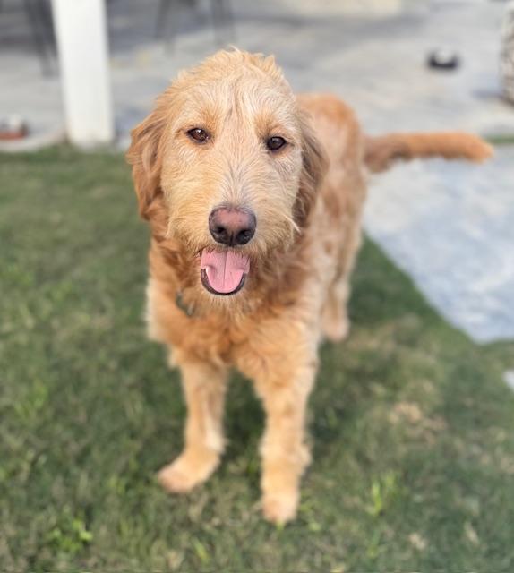 Toast, a Adoptable mixed breed in Torrance, CA image 2/6