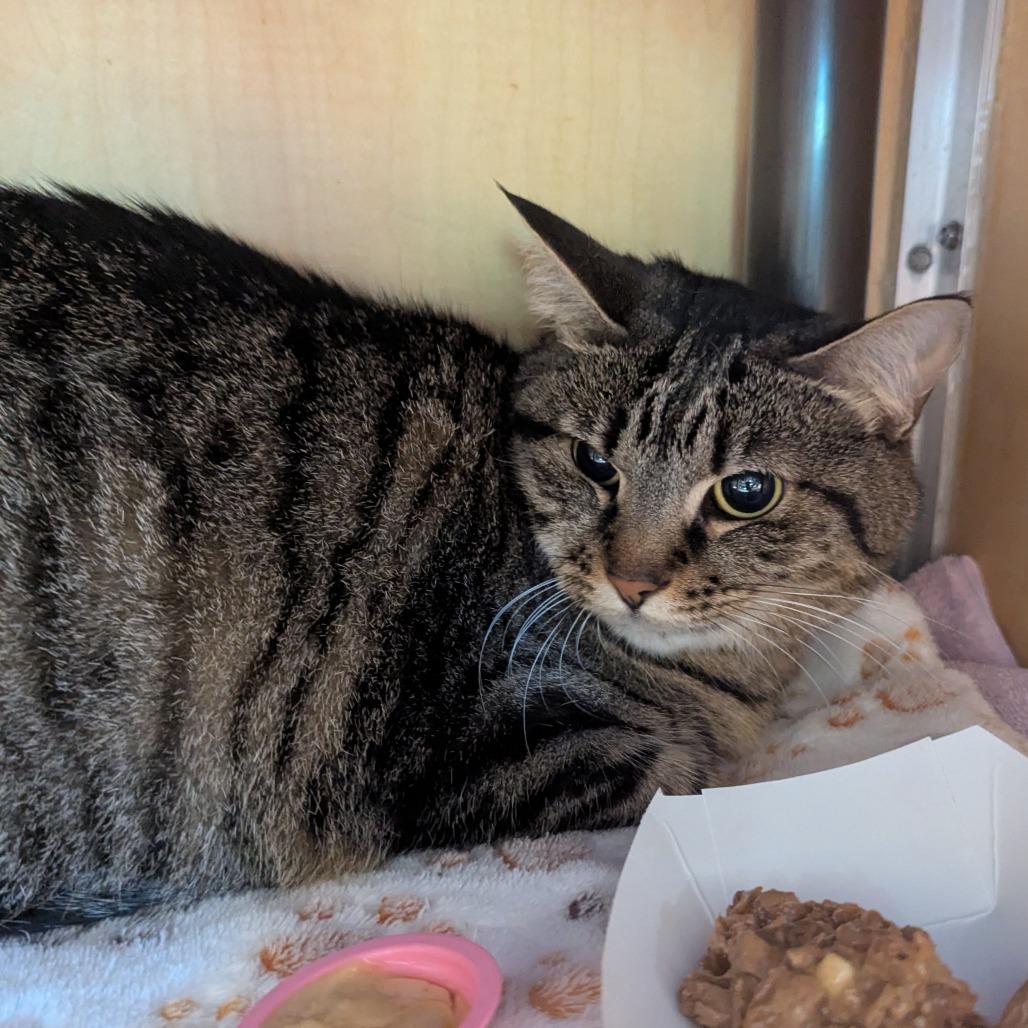 Enlarge Gretta, a Adoptable Domestic Short Hair in Chesapeake, VA image 1/1