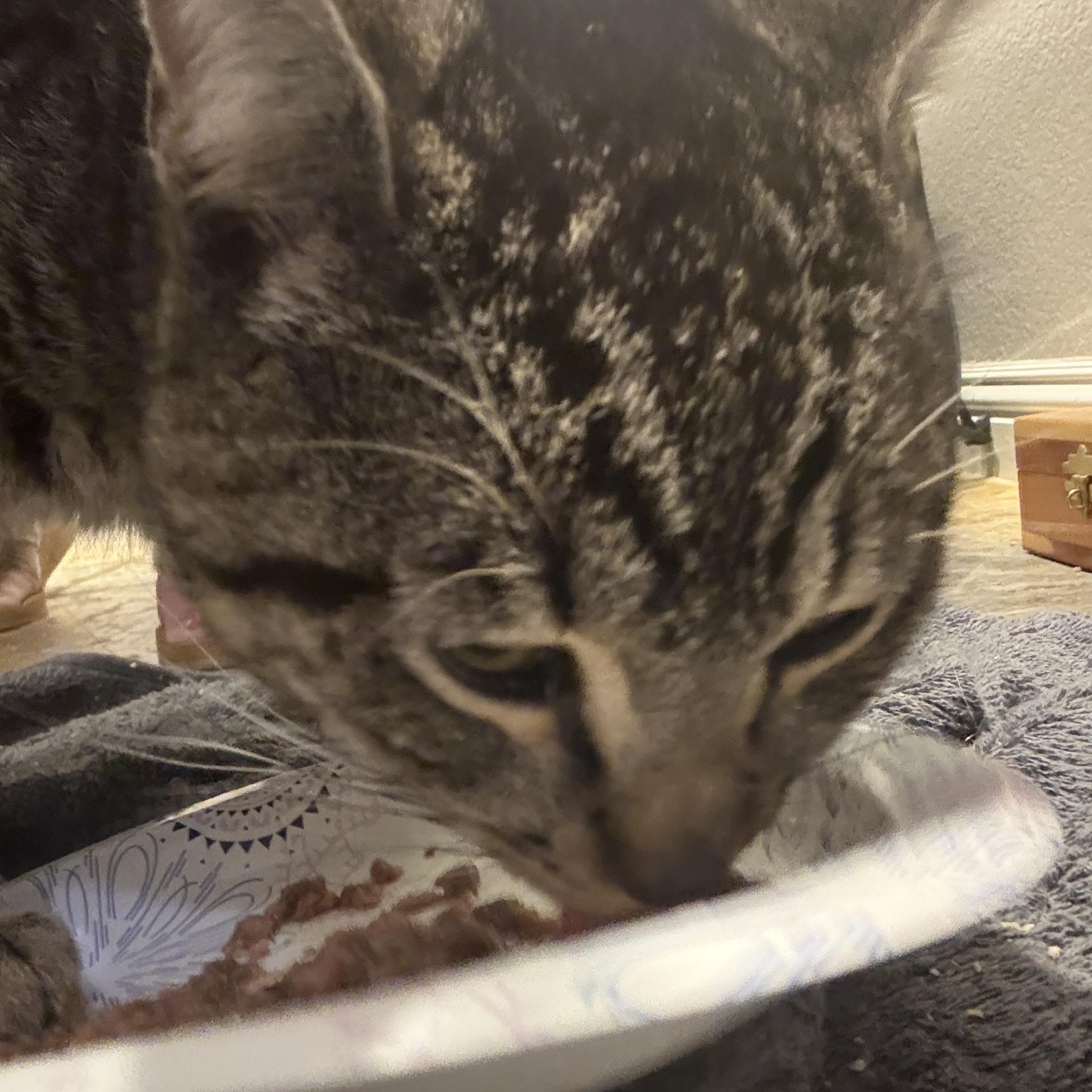 Max, ADOPTABLE, Adult Male Domestic Short Hair.