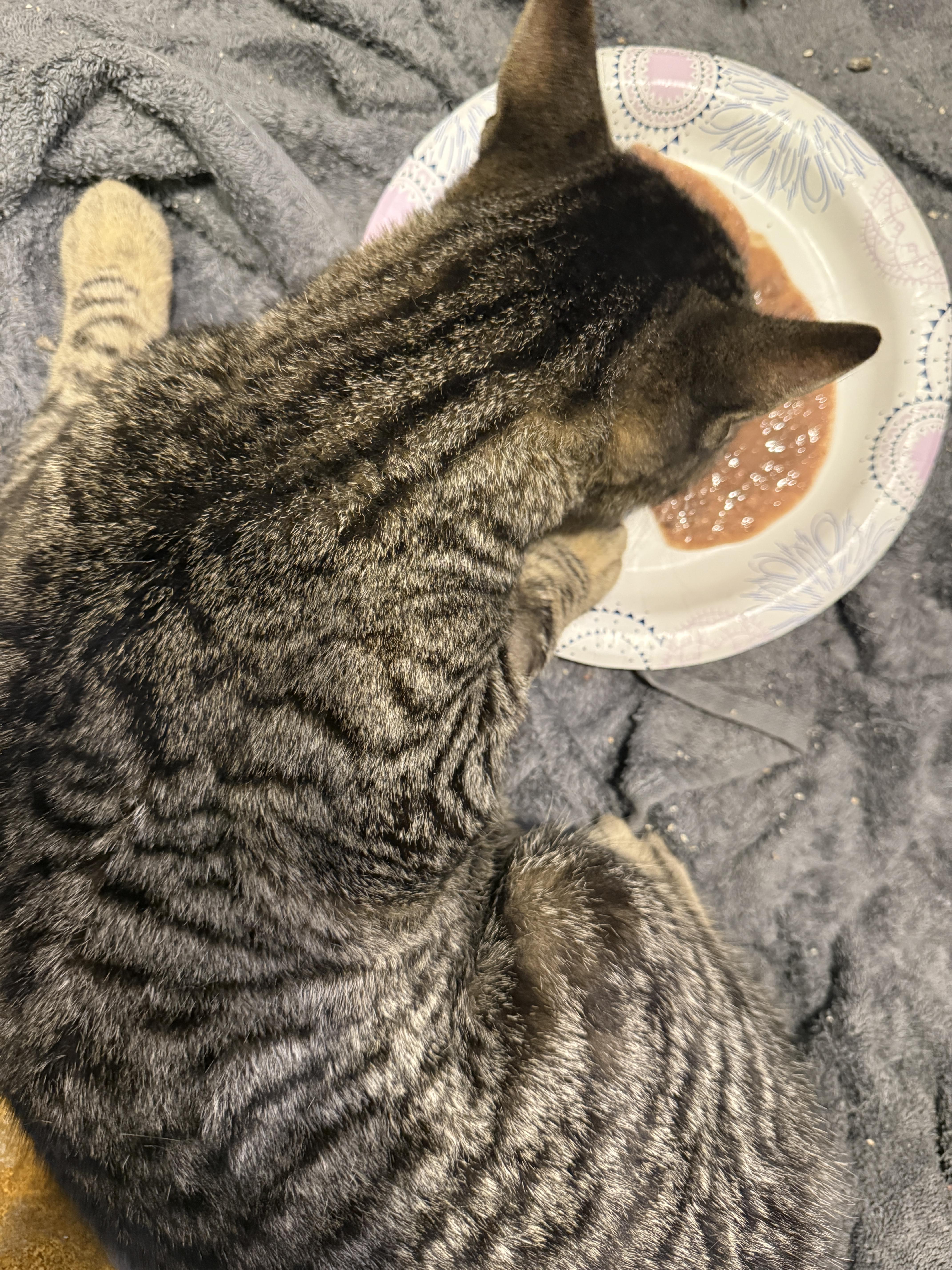 Enlarge Max, a ADOPTABLE Domestic Short Hair in Oceanside, CA image 2/2