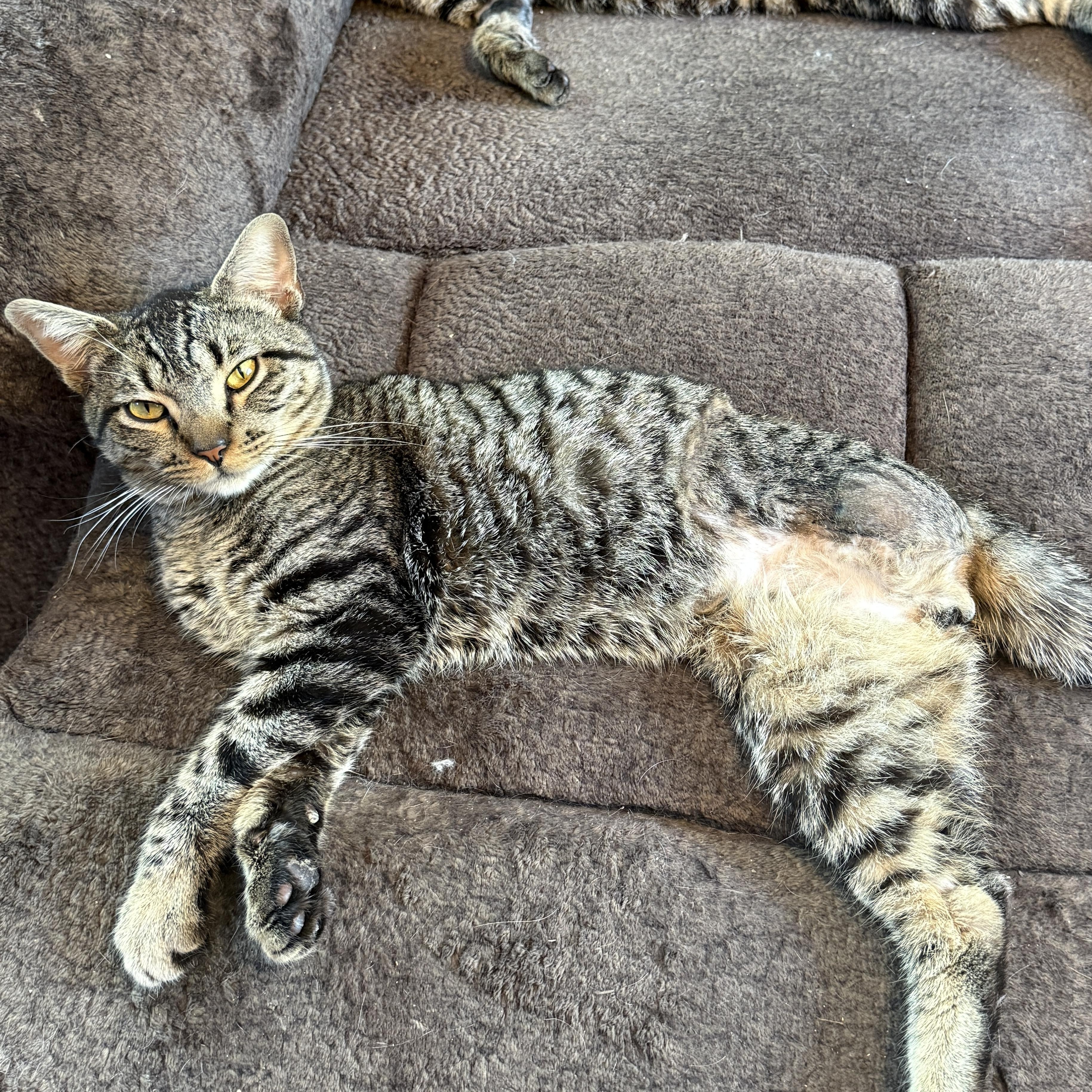Max, ADOPTABLE, Adult Male Domestic Short Hair.