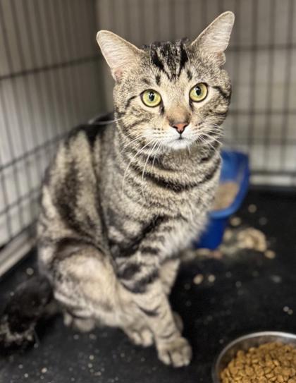 Shadow, Adoptable, Adult Male Domestic Short Hair & Domestic Short Hair.