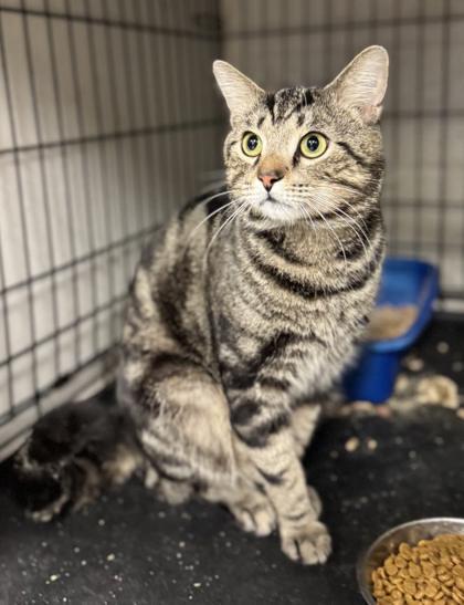 Enlarge Shadow, a Adoptable Domestic Short Hair in Anderson, IN image 2/3