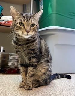Enlarge Shadow, a Adoptable Domestic Short Hair in Anderson, IN image 3/3