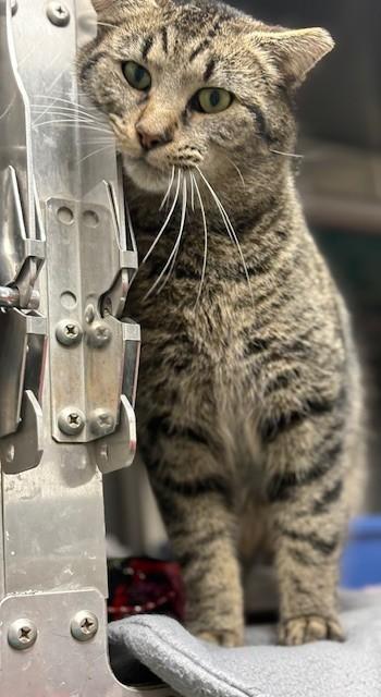 Benjamin, Adoptable, Adult Male Domestic Short Hair & Domestic Short Hair.