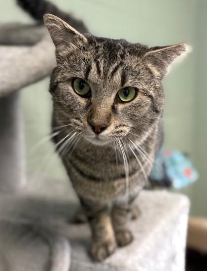 Benjamin, a Adoptable mixed breed in Columbia City, IN image 2/2