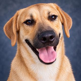 Cody, Adoptable, Adult Male Yellow Labrador Retriever.