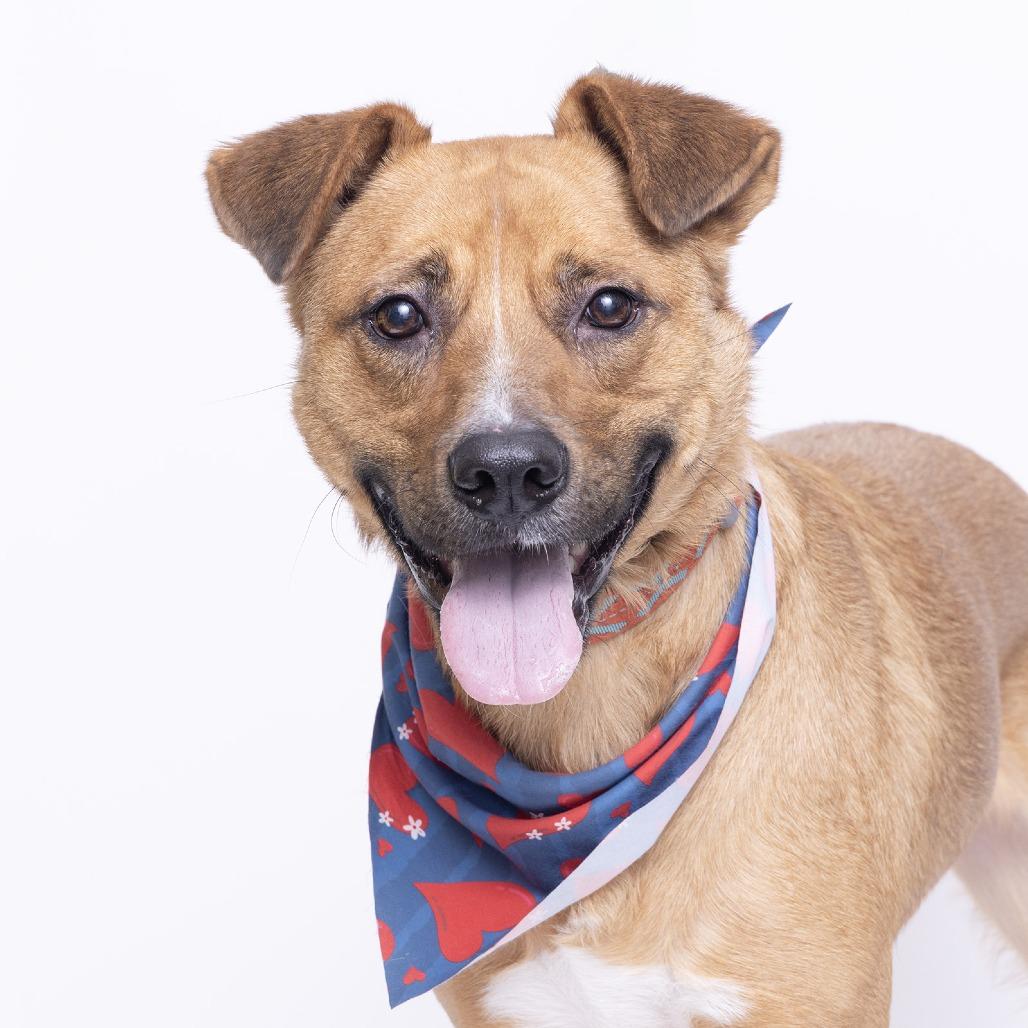 Enlarge Dakota, a Adoptable Mixed Breed in Franklin, TN image 1/2