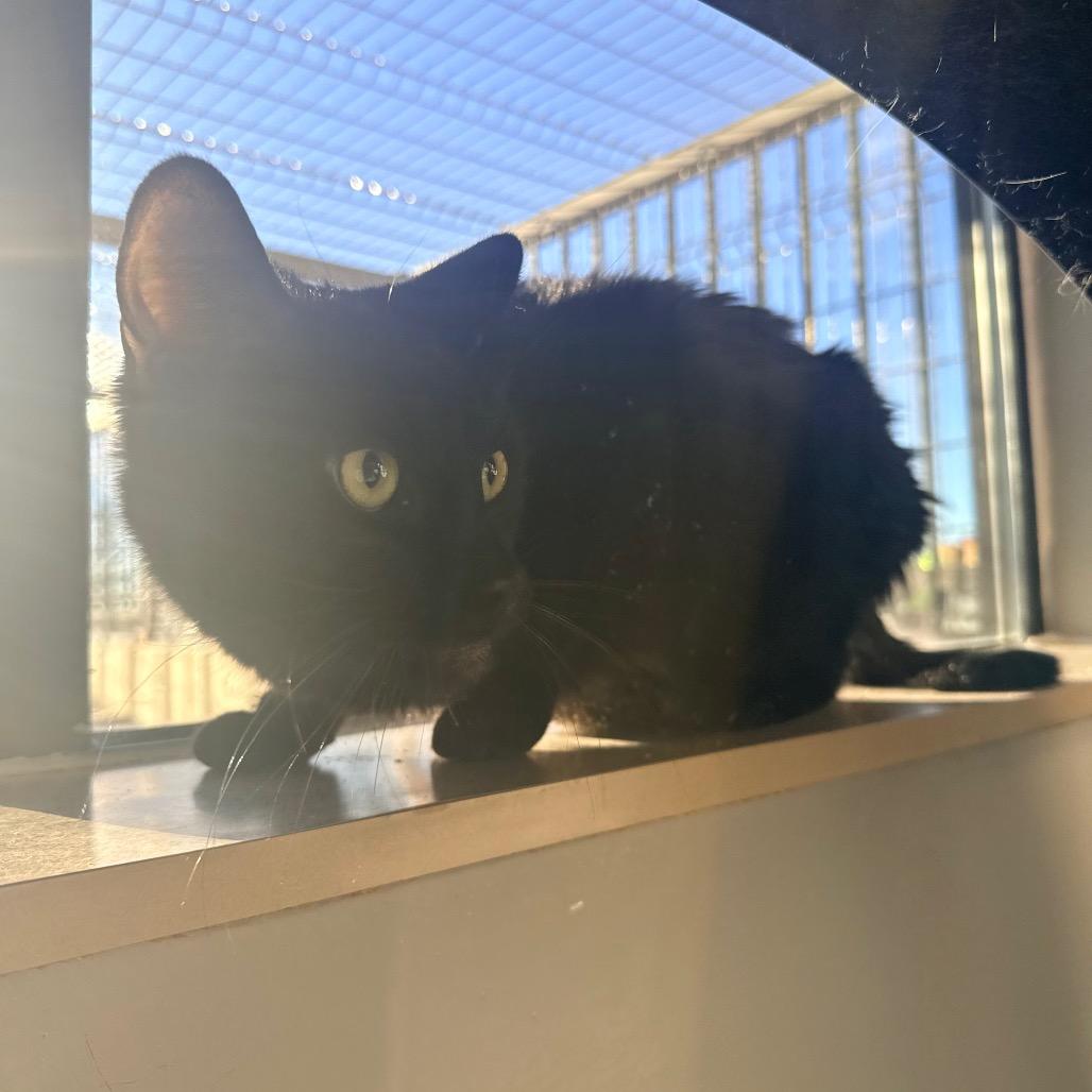 Tealk, Adoptable, Senior Male Domestic Short Hair & Bombay.