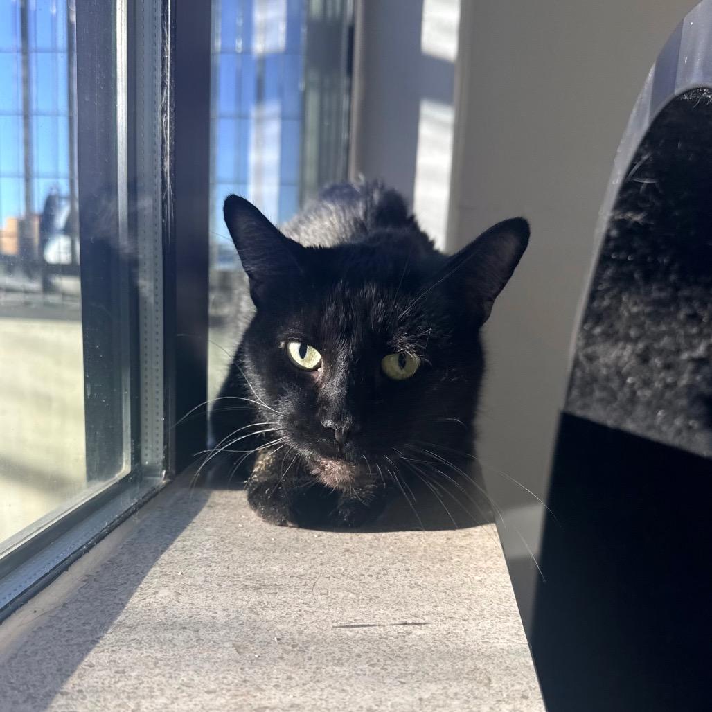 Enlarge Tealk, a Adoptable mixed breed in Great Falls, MT image 2/6