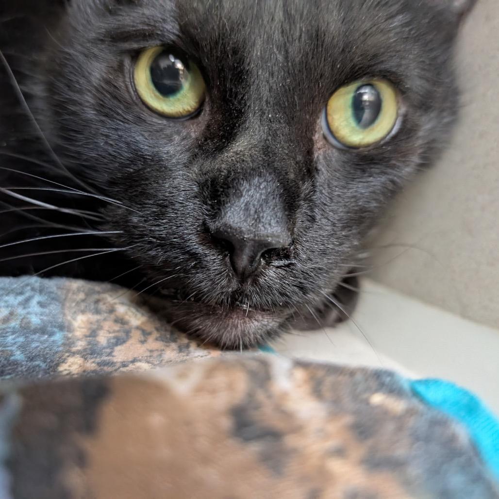 Enlarge Tealk, a Adoptable mixed breed in Great Falls, MT image 3/6