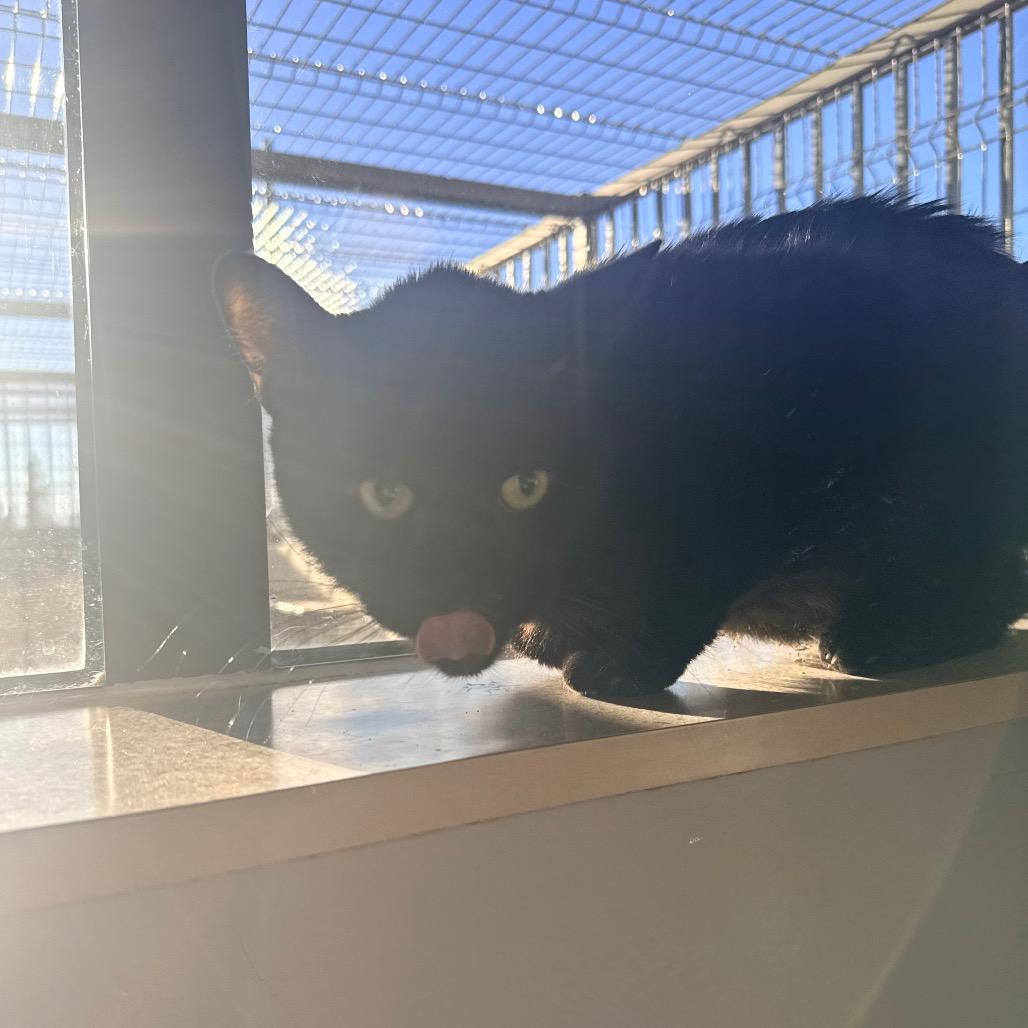 Enlarge Tealk, a Adoptable mixed breed in Great Falls, MT image 5/6