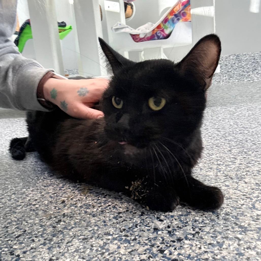 Enlarge Tealk, a Adoptable mixed breed in Great Falls, MT image 6/6