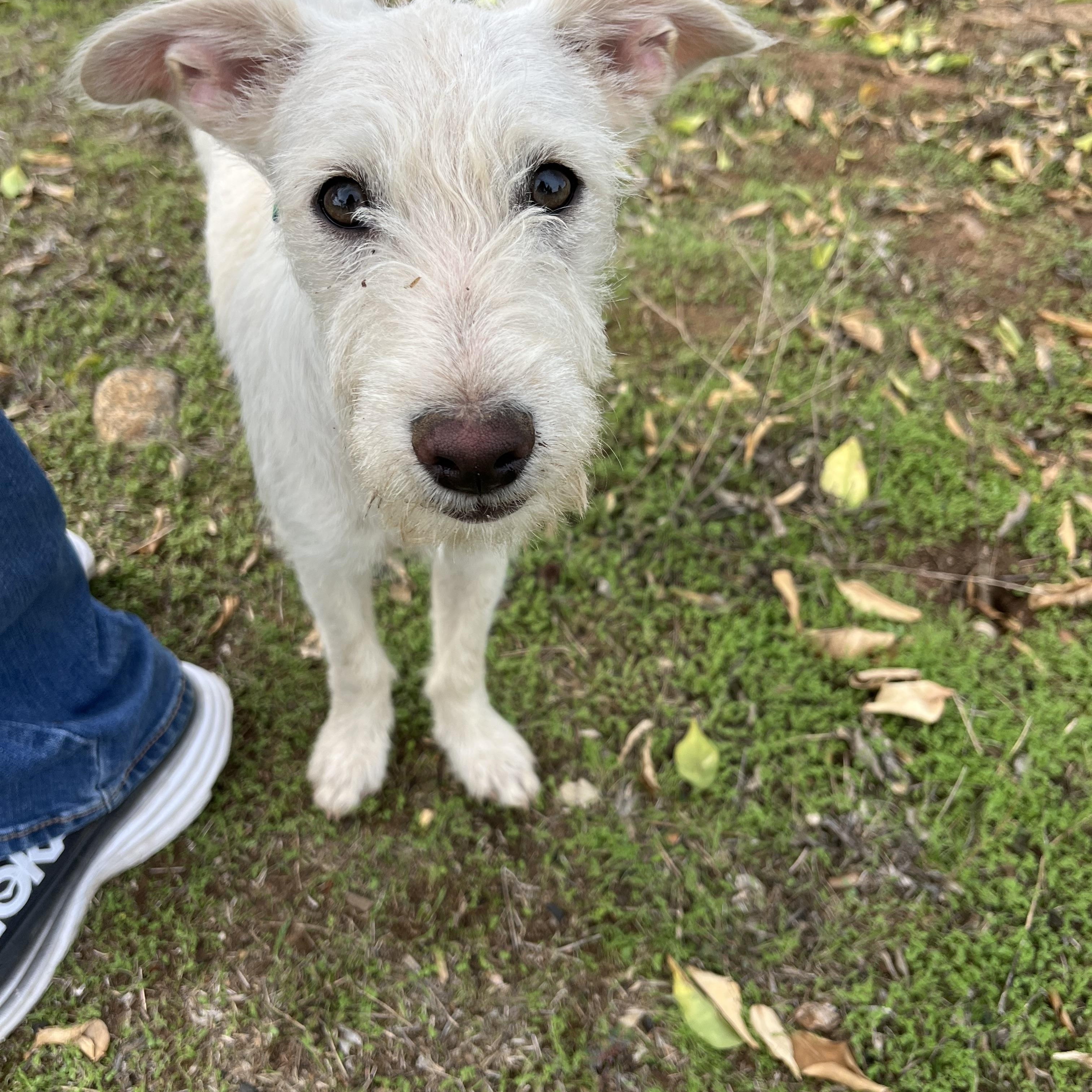 Finley, a Adoptable mixed breed in Poway, CA image 2/5
