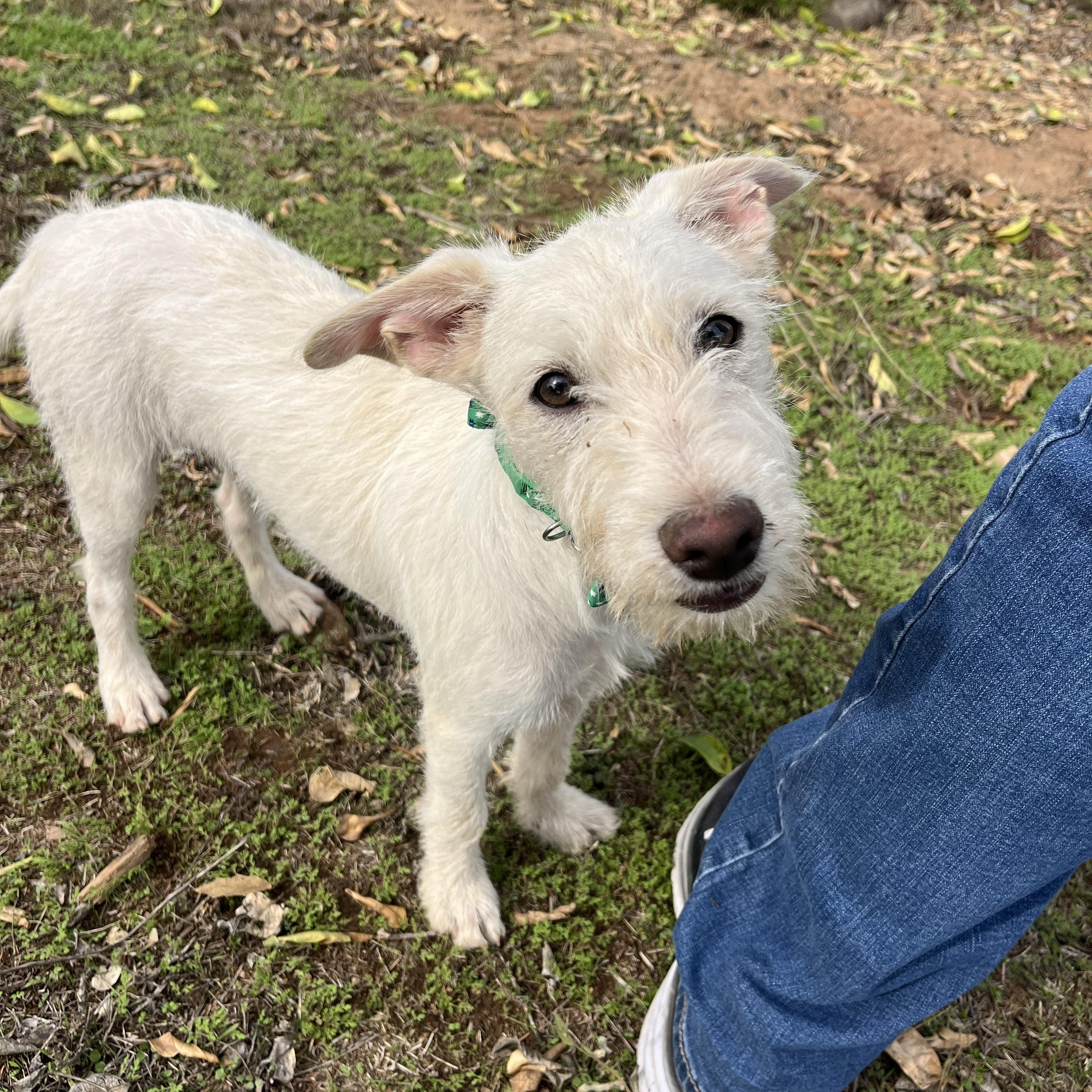Finley, a Adoptable mixed breed in Poway, CA image 3/5