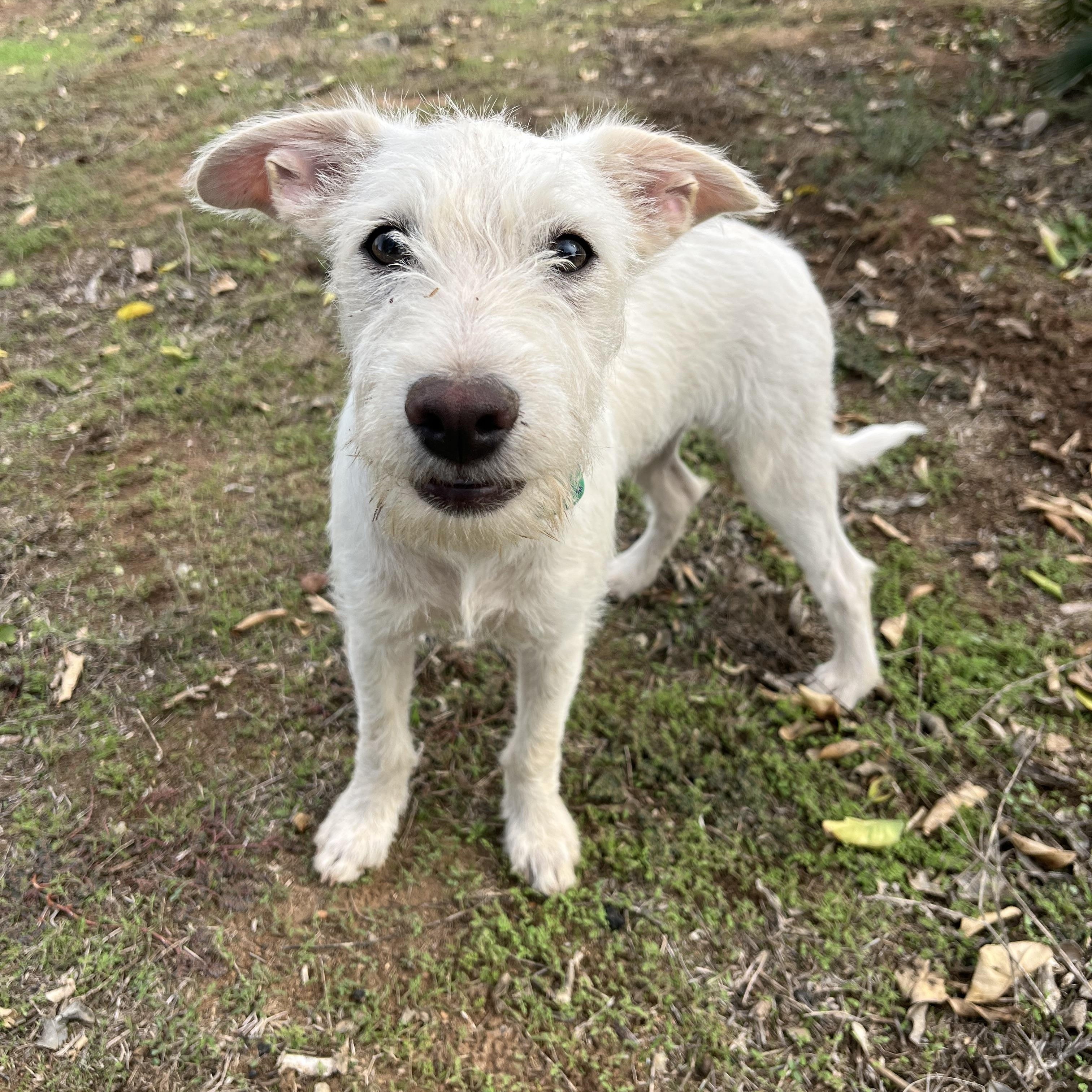 Finley, a Adoptable mixed breed in Poway, CA image 1/5