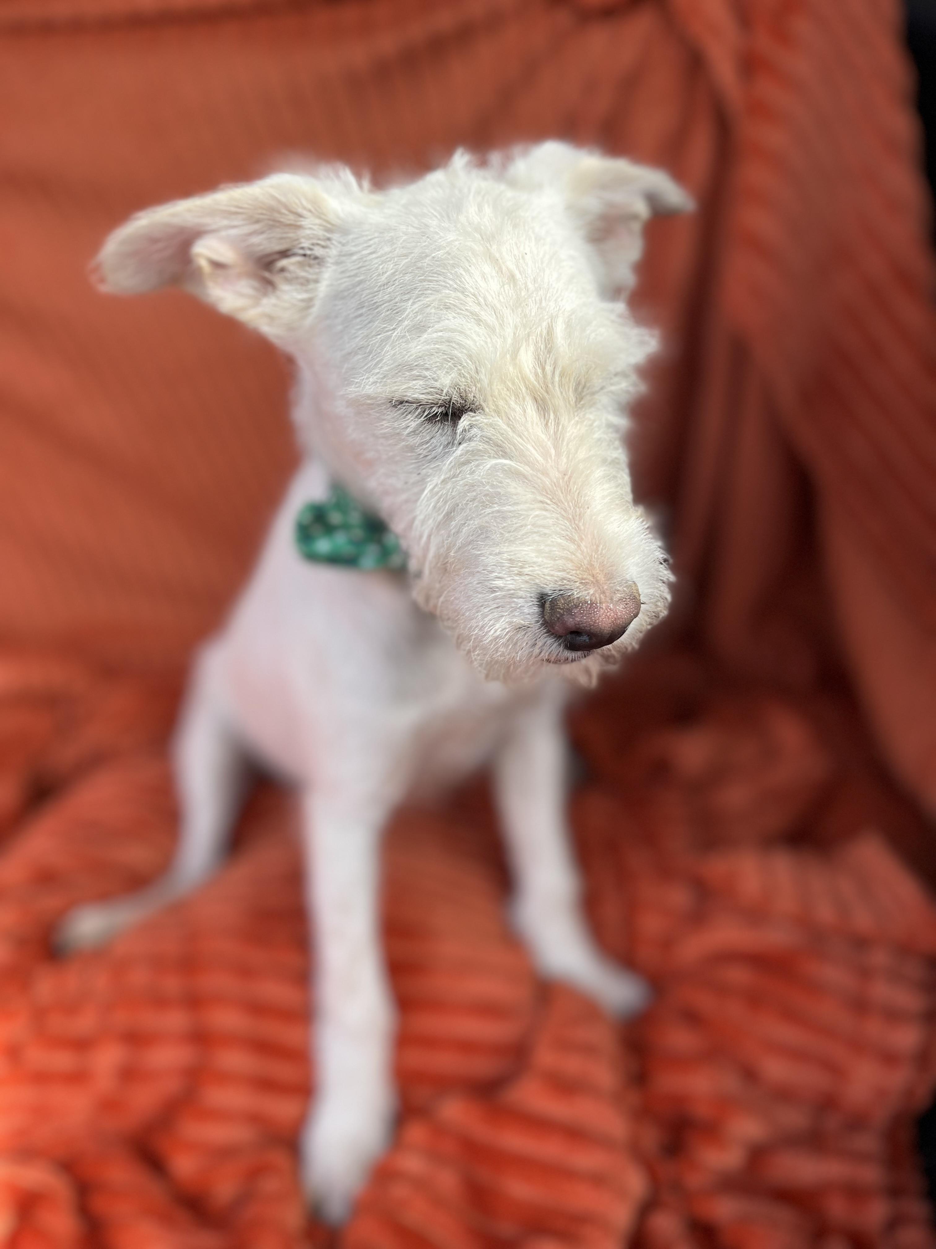 Finley, a Adoptable mixed breed in Poway, CA image 4/5