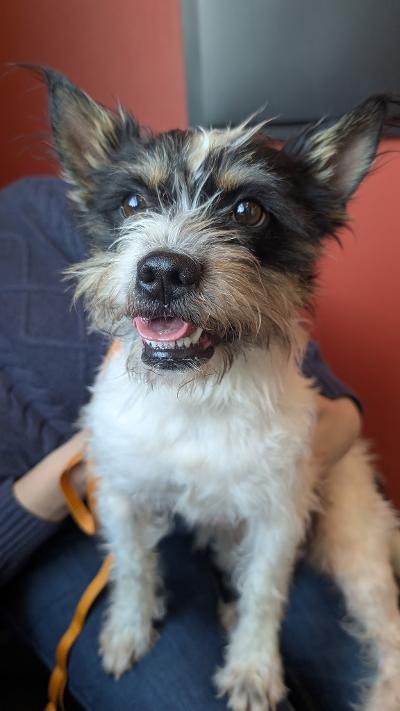 Charlie, Adoptable, Adult Male Scottish Terrier & Mixed Breed.