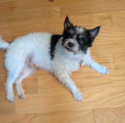 Enlarge Charlie, a Adoptable mixed breed in Wichita, KS image 2/2